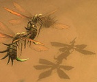 Desert-wasp04.jpg